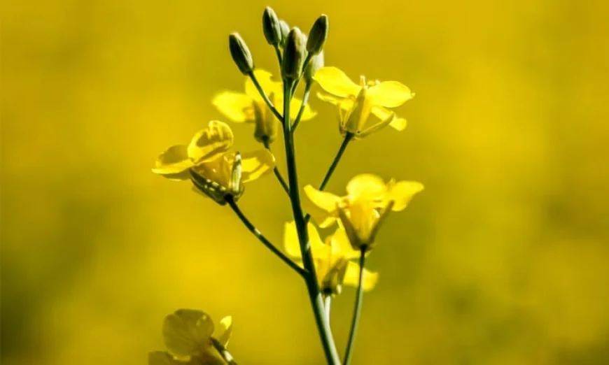 ক্যানোলার ওপর চীনের শুল্কে হতাশ কানাডা