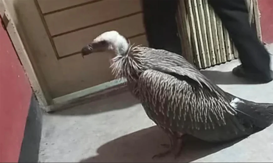 সাতকানিয়ায় হিমালয়ান গৃধিনী শকুন উদ্ধার